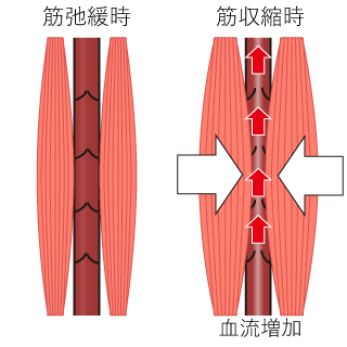 筋肉弛緩時と筋肉緊張(収縮)時の血流差解説図